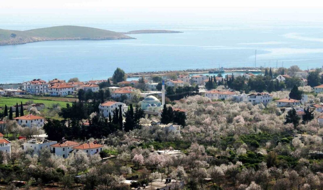 Datça'nın erkenci badem ağaçları, Şubat ayı ortalarında çiçek açarak ilk