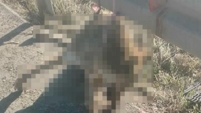 Bolu'da telef olmuş bir kurt, Mudurnu kara yolu üzerinde demir