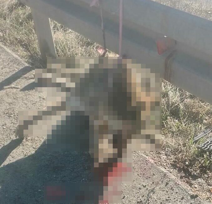 Bolu'da telef olmuş bir kurt, Mudurnu kara yolu üzerinde demir