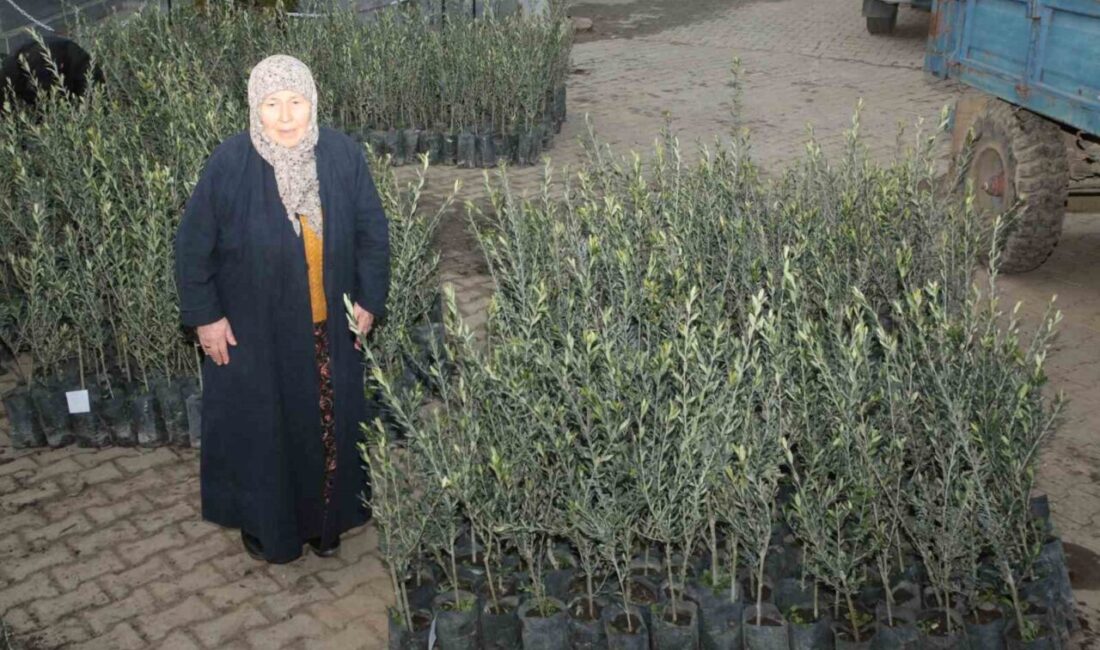 Eceabat’ta orman yangınlarından etkilenen üreticilere 5 bin zeytin fidanı dağıtıldı Çanakkale'nin Eceabat ilçesindeki orman