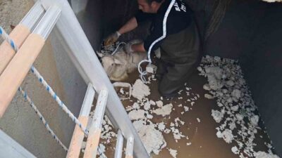 Güre Mahallesi'nde su deposuna düşen koyun, Balıkesir Büyükşehir Belediyesi İtfaiye