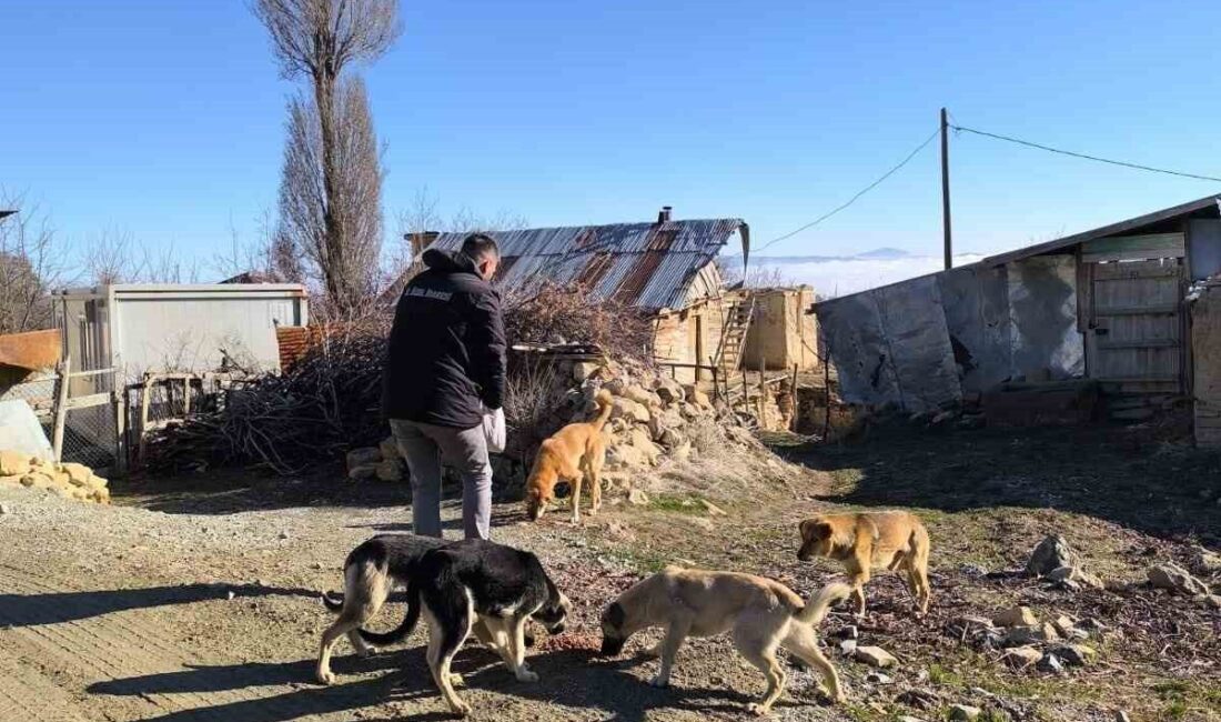 Elazığ İl Özel İdaresi ekipleri, sokak hayvanları için doğaya yem