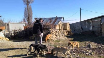 Elazığ İl Özel İdaresi ekipleri, sokak hayvanları için doğaya yem