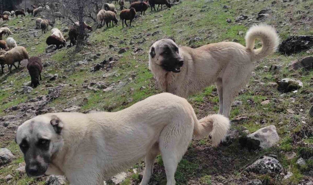 Avcılar Karakoçan'da bir kangalı öldürüp diğerini yaraladı. Köpekler ailenin varlık