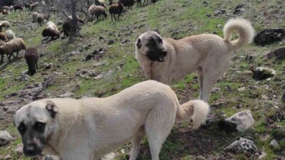 Avcılar Karakoçan'da bir kangalı öldürüp diğerini yaraladı. Köpekler ailenin varlık