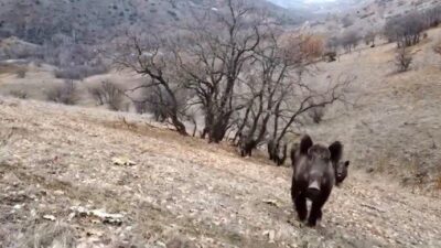 Elazığ'da domuzlar dron ile izlendi. Hankendi köyü ve Ağın ilçesinde