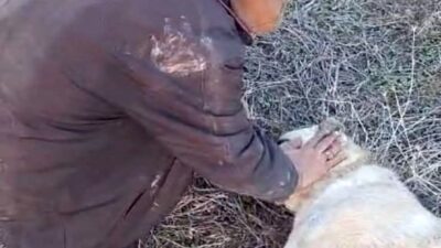 Elazığ Baskil'de Kangal cinsi köpeğin kimliği belirsiz biri tarafından tüfekle