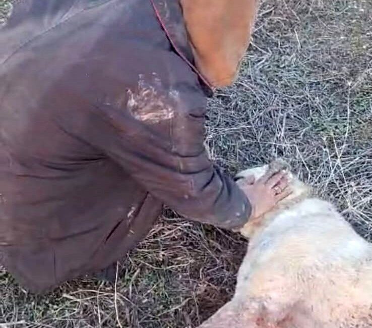 Elazığ Baskil'de Kangal cinsi köpeğin kimliği belirsiz biri tarafından tüfekle