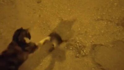Elazığ'da kedinin fareyle oyunu gülümsetti. Kedi fareyi kovalarken cep telefonuyla