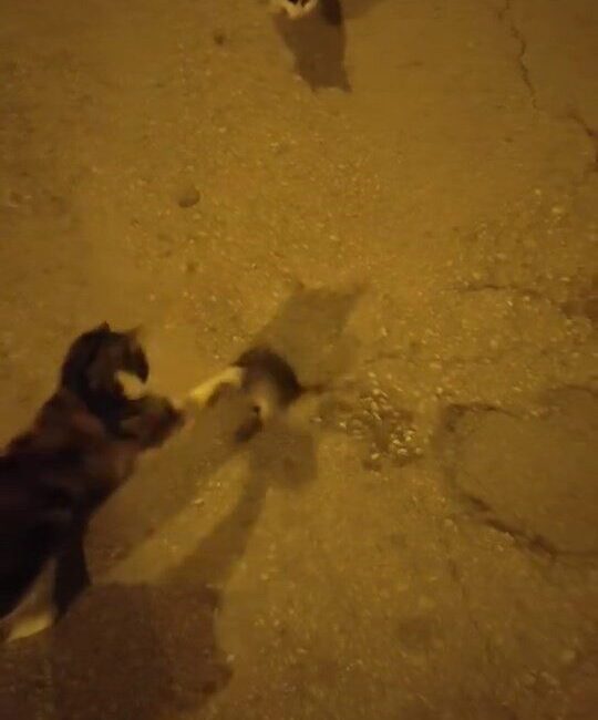 Elazığ'da kedinin fareyle oyunu gülümsetti. Kedi fareyi kovalarken cep telefonuyla