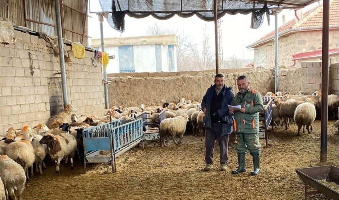 Ereğli ilçesinde veteriner hekimler tarafından, Çayhan Mahallesi'ndeki küçükbaş hayvanlara şap