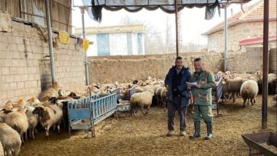 Ereğli ilçesinde veteriner hekimler tarafından, Çayhan Mahallesi'ndeki küçükbaş hayvanlara şap