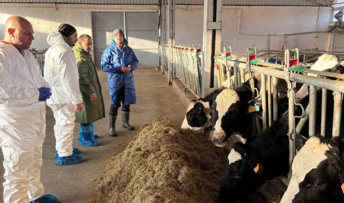 Erzincan'da büyükbaş hayvancılık işletmelerinde ari işletme sertifikası alma çalışmaları hız