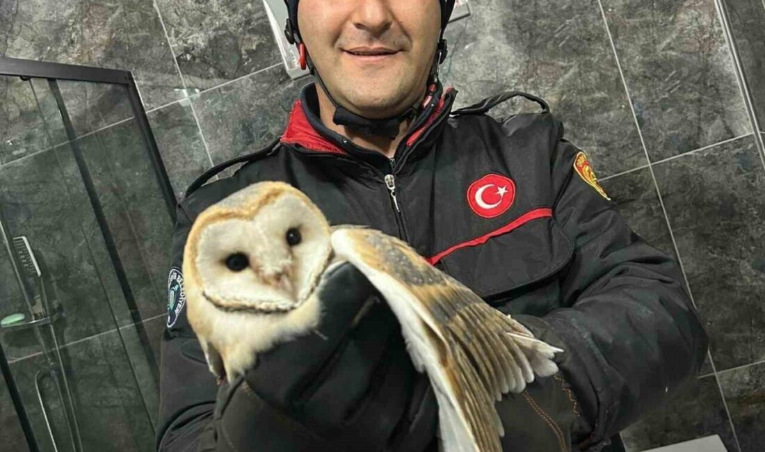Ordu’da mahsur kalan baykuş, Ünye ilçesindeki bir evin banyosundan itfaiye