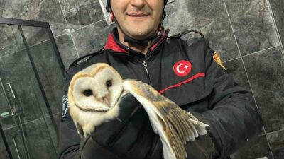 Ordu’da mahsur kalan baykuş, Ünye ilçesindeki bir evin banyosundan itfaiye