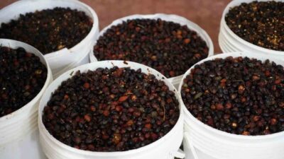 Gümüşhane'deki dağlarda toplanan kuşburnu meyvesi, işlenerek marmelat ve nektar haline
