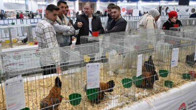 Isparta Belediyesi'nin desteklediği 8. Ulusal Kümes Hayvanları Gösterisi'nde 1750 hayvan