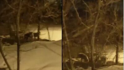 Hakkari'de soğuk hava nedeniyle yiyecek arayan kurt sürüsü Yukarı Merzan
