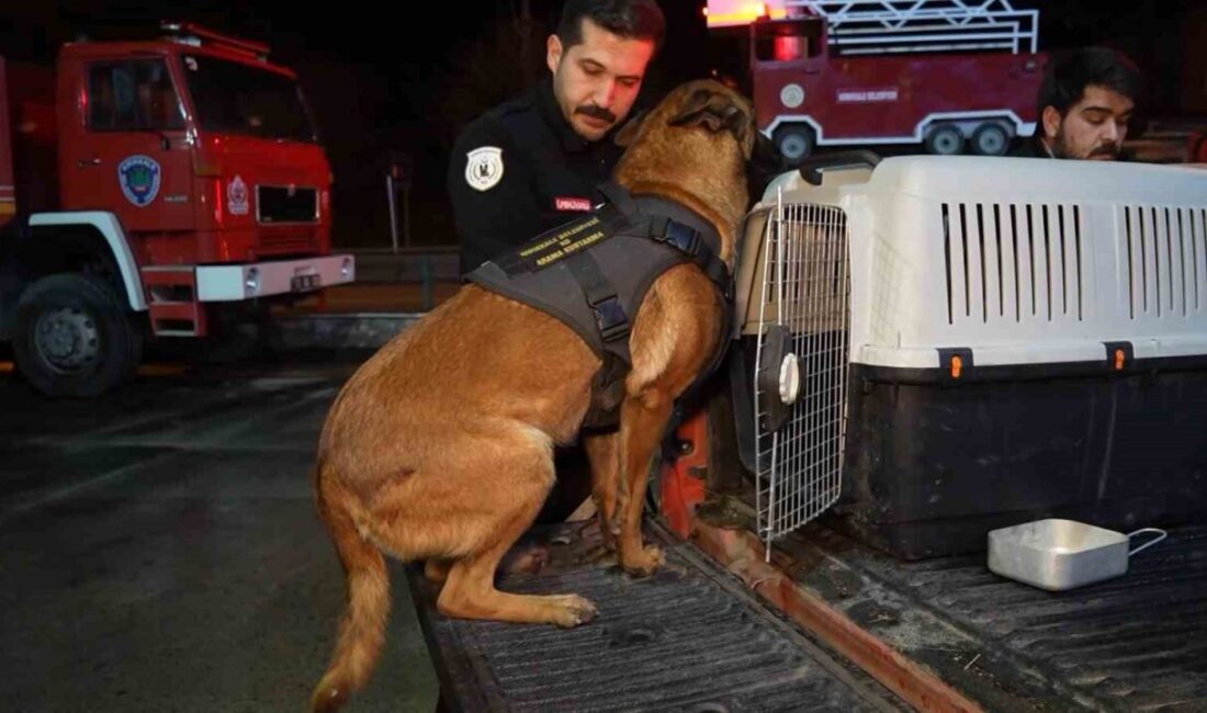 Kırıkkale Belediyesi İtfaiye Müdürlüğü'nün başarılı K9 köpekleri Hera ve İglo,