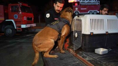 Kırıkkale Belediyesi İtfaiye Müdürlüğü'nün başarılı K9 köpekleri Hera ve İglo,