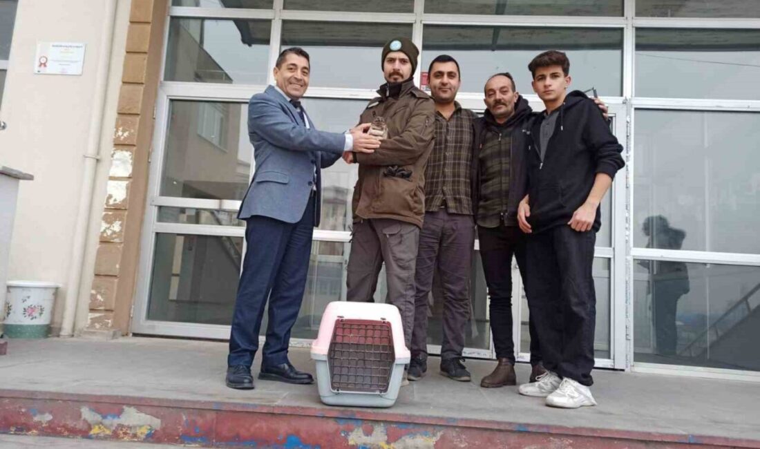 Iğdır Anadolu Lisesi'nde bulunan bitkin kukumav kuşu, okul yönetimi tarafından