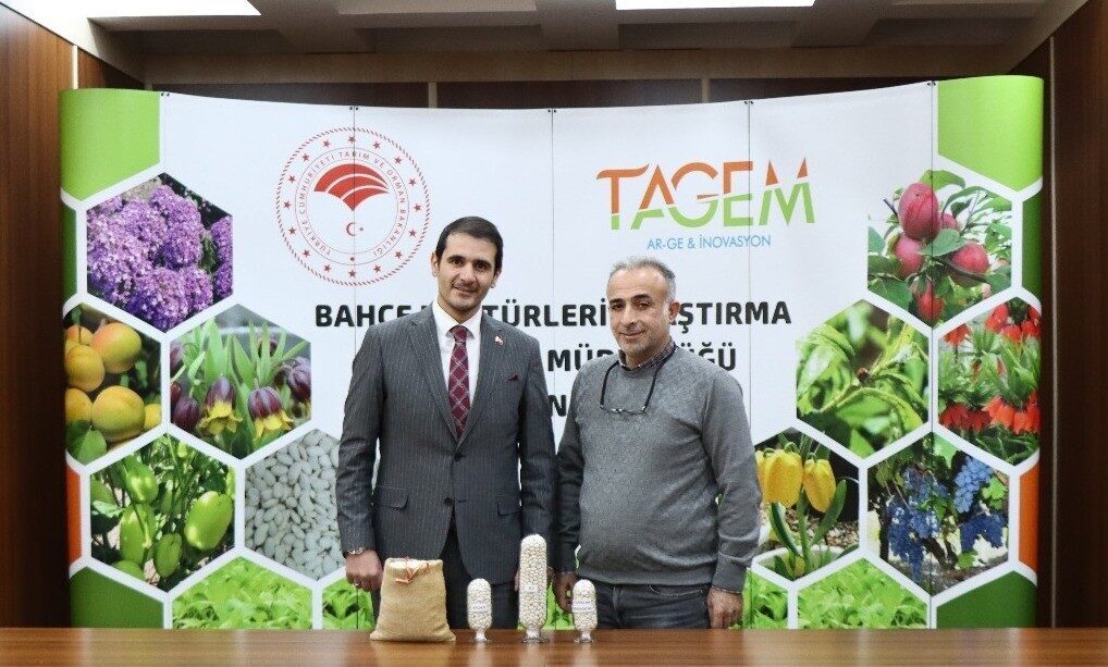 İki adet kuru fasulye cinsi tescil yolunda Erzincan Bahçe Kültürleri Araştırma