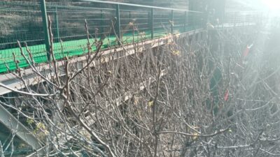 Safranbolu'da soğuğa dayanamayan incir ağacı, yapraklarını döktüğü halde Ocak ayında