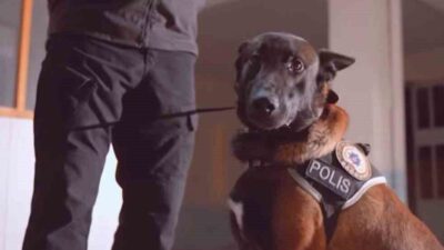 Isparta’daki Narkotik Suçlarla Mücadele ekiplerinin Belçika Malinois köpeği Milon, 23