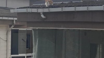 Muratlı ilçesindeki bir apartmanın çatısında mahsur kalan kedi, itfaiye ekipleri
