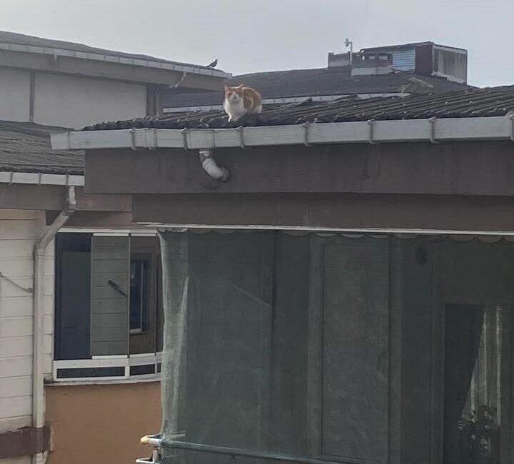 Muratlı ilçesindeki bir apartmanın çatısında mahsur kalan kedi, itfaiye ekipleri
