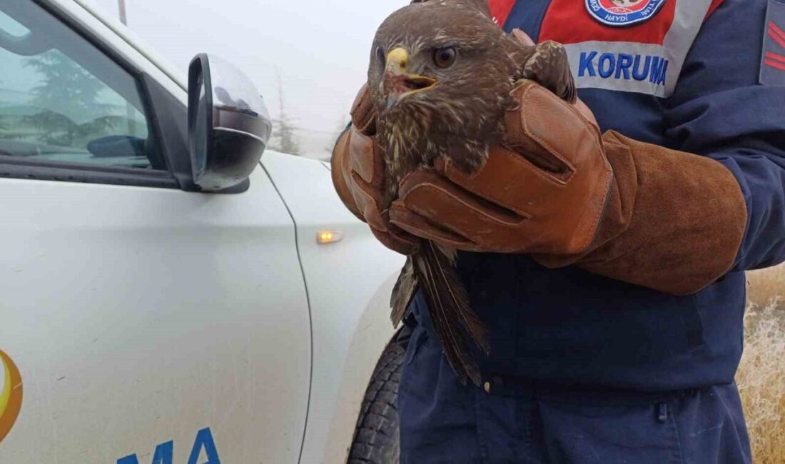 Afyonkarahisar'da jandarma ekipleri, yaralı kızıl şahini koruma altına aldı. Kuş,