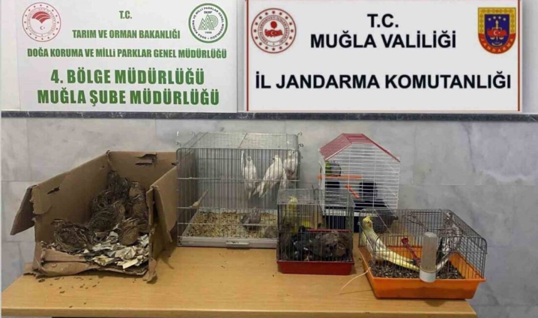Muğla'nın Menteşe İlçesi'nde bir kahvehanede kaçak ırk hayvanı ürettikleri tespit