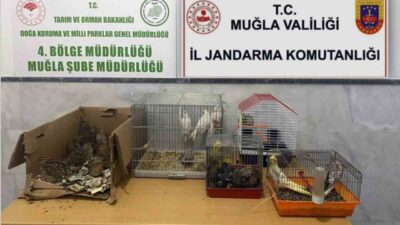 Muğla'nın Menteşe İlçesi'nde bir kahvehanede kaçak ırk hayvanı ürettikleri tespit