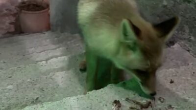 Rize'de yaylada yiyecek arayan tilkiye vatandaşlar "Gel uşağum" diyerek yardım