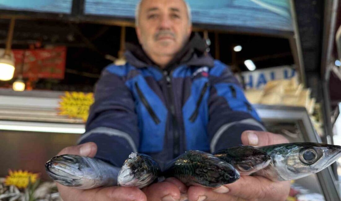 Karadeniz'de hamsinin azalmasıyla palamut tezgahlarda yerini aldı. Düzce'deki balıkçı Recep
