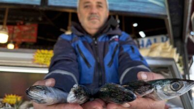 Karadeniz'de hamsinin azalmasıyla palamut tezgahlarda yerini aldı. Düzce'deki balıkçı Recep