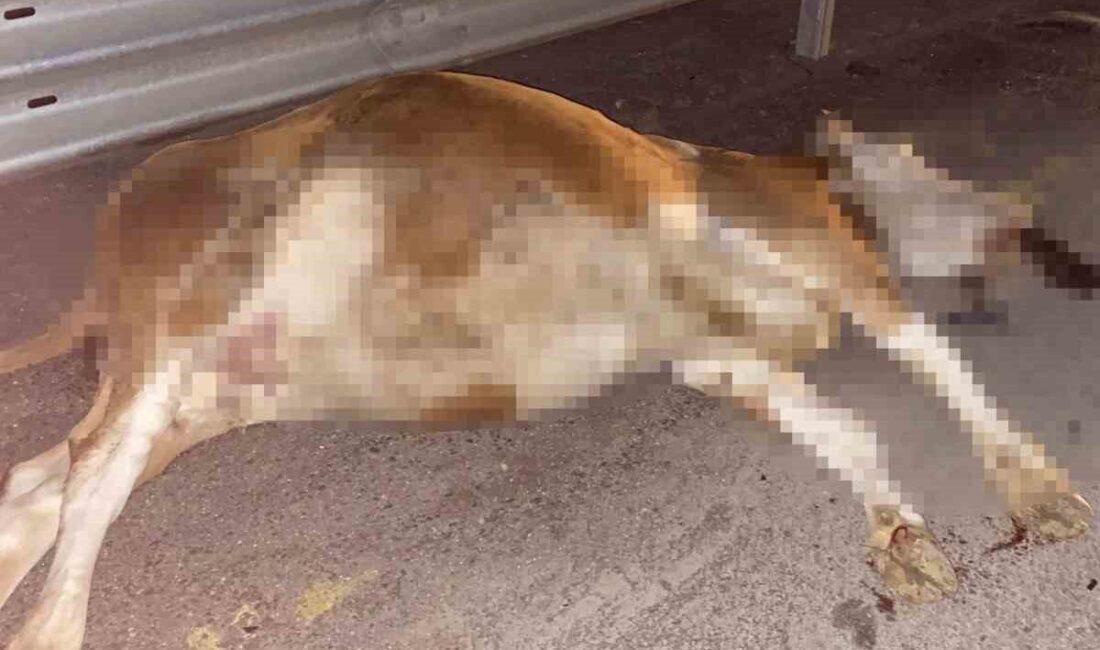 Karayoluna çıkan ineğe araç çarptı Bartın'da, Bartın-Abdipaşa karayoluna çıkan