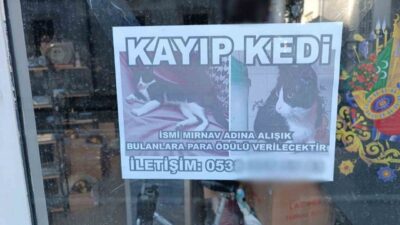 SAMSUN (İHA) – Samsun’da bir vatandaş, kaybolan kedisini bulana para