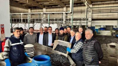 İznik Kaymakamı Arif Karaman, Marmarabirlik İznik Zeytin Kooperatifi'ni ziyaret ederek