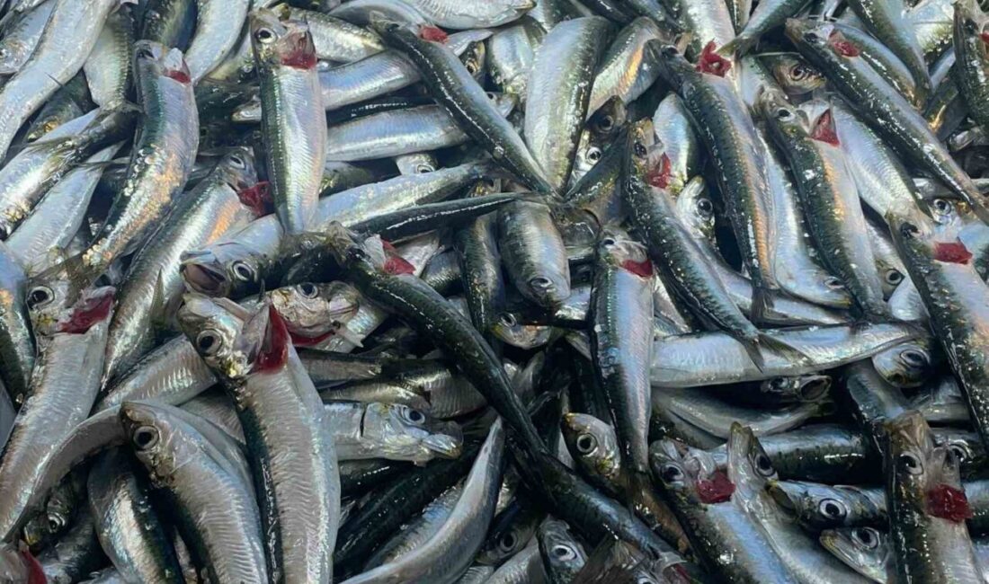 Balık, birçok sağlık sorununa iyi gelirken kalsiyum deposu olarak da