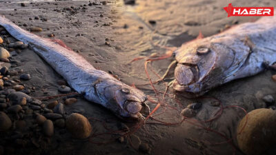 Kıyamet Balığı Nedir halk arasında "deprem balığı" olarak bilinen ve