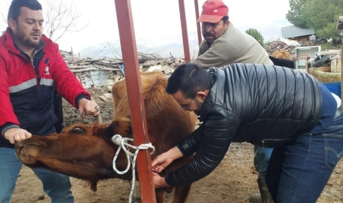 Koçarlı’da hayvan sağlığı çalışmaları sürüyor Koçarlı ilçesinde tarım ekipleri