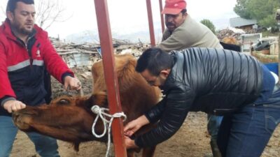 Koçarlı ilçesinde tarım ekipleri saha taramalarıyla hayvan sağlığını koruyor. Veteriner