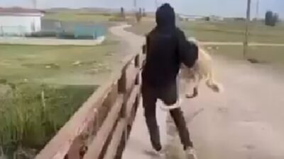 Eskişehir'de sokak köpeğini köprüden suya atan M.C. ve T.K. isimli