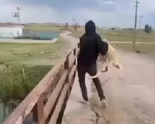Eskişehir'de sokak köpeğini köprüden