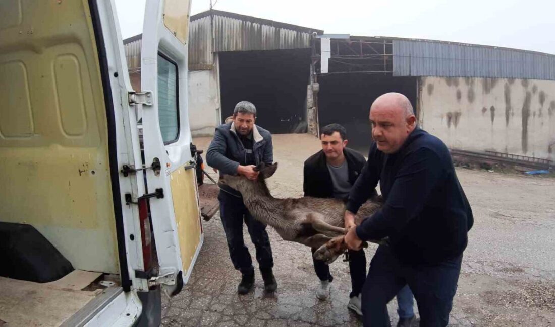 Bir karacıyı sokak köpeklerinin saldırısından kurtaran Mudurnu ilçesi sakinleri, yaralı
