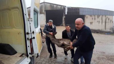 Bir karacıyı sokak köpeklerinin saldırısından kurtaran Mudurnu ilçesi sakinleri, yaralı