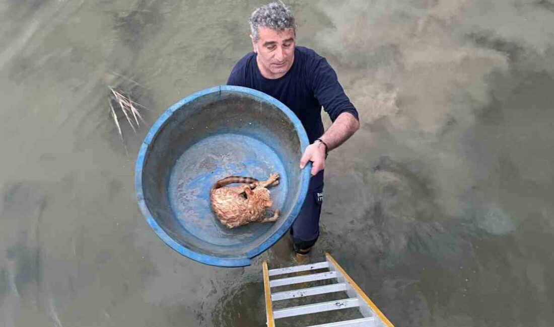 Köprü altında mahsur kalan kediyi itfaiye kurtardı Ayvalık'ta köprü altında mahsur