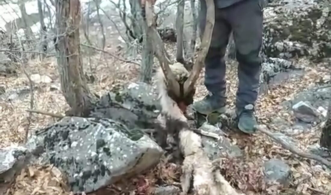 Tunceli'de koruma altındaki yaban keçisi kaçak avcılar tarafından öldürülünce Veli
