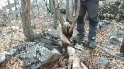 Tunceli'de koruma altındaki yaban keçisi kaçak avcılar tarafından öldürülünce Veli